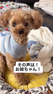 女性の声がした方に振り向く犬