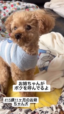犬に「聞こえるの?」と尋ねる女性