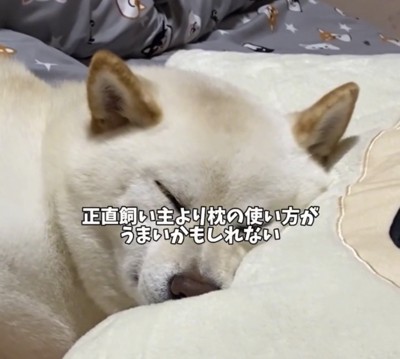 ぴったり枕に顔をうずめる犬