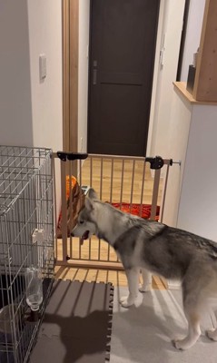 ゴロちゃんのドッキリへの反応6