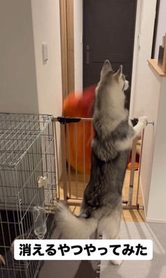 ゴロちゃんのドッキリへの反応3