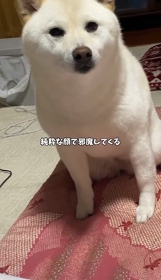 お座りしてじっと見つめる犬