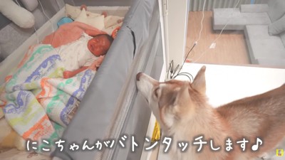 にこちゃんも頑張ります