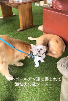 大型犬に囲まれたしろ君5