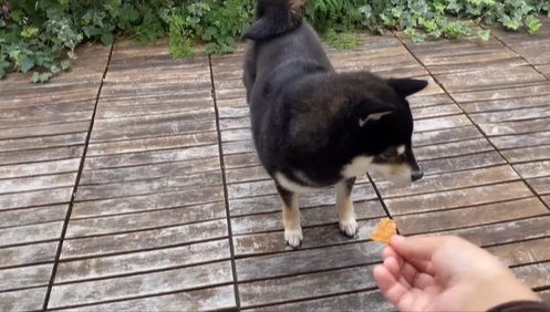 おやつを探す柴犬