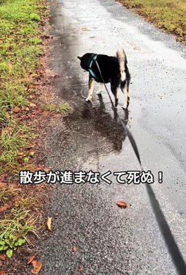 水たまりに興味津々のくろまめ君6