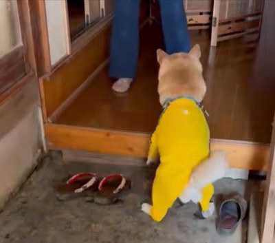 しっぽ