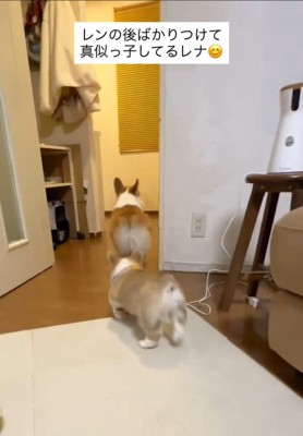 後姿の2匹