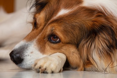 床に伏せて休む犬