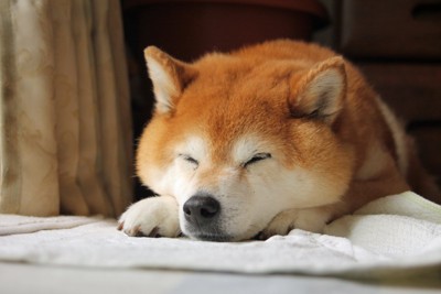 昼寝する柴犬