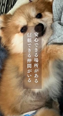 横になってカメラを見つめる犬