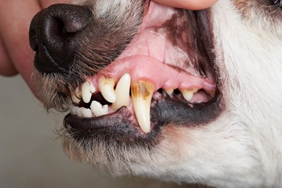 歯が汚れている犬