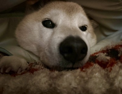毛布