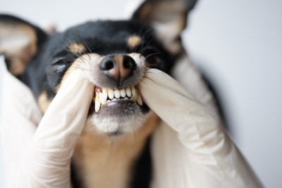 口を持ち上げられる犬