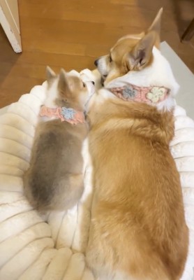 仲良しな2匹
