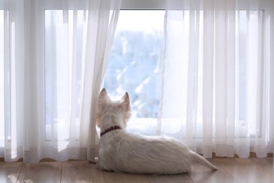 窓辺にいる白い犬