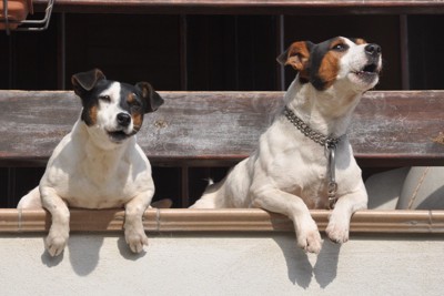 外に向かって吠える犬