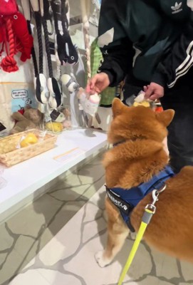おもちゃを買ってほしいどんちゃん4