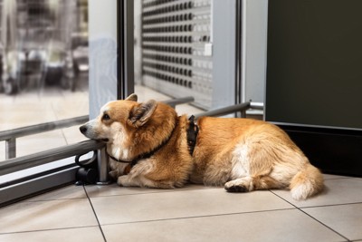 つながれて伏せる犬