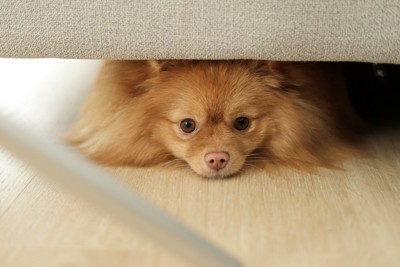 隠れている犬