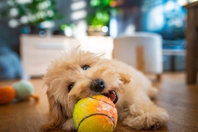 ボールをかじる犬