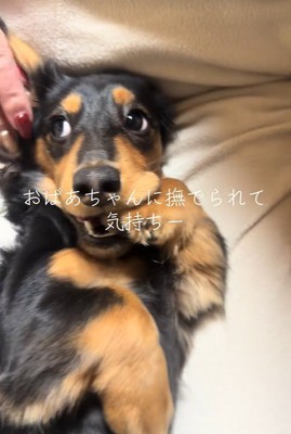 おばあちゃんに撫でてもらうレオくん2