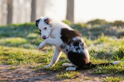 前足を舐めている犬
