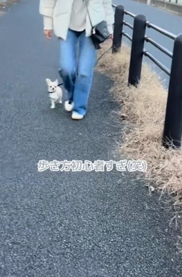 散歩に慣れてきたこはくくん