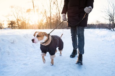 雪道を歩く犬