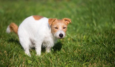 ウンチの姿勢をとる犬