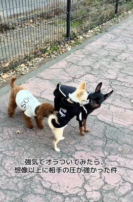 こはくくんを睨むわんこ