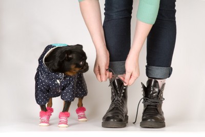 防寒をする犬