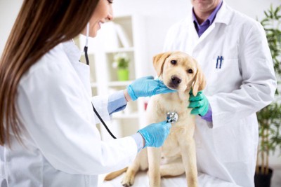 検査中の犬
