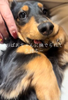 おばあちゃんに撫でてもらうレオくん4