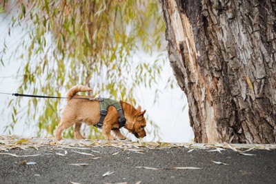 地面を嗅ぐ犬
