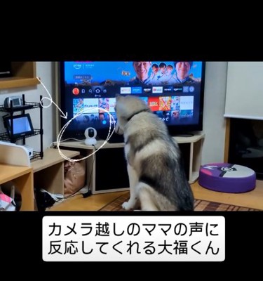 カメラを見る犬4