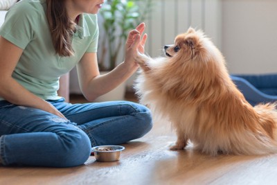 ハイタッチをしてご褒美をもらう犬