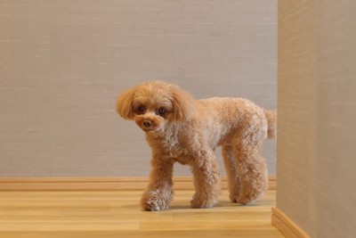 廊下を歩く犬