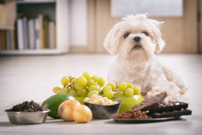 危険な食べ物とい犬