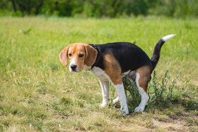 ウンチをする犬