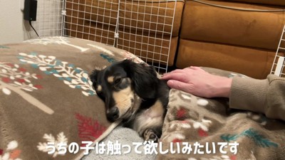 トントンはルークちゃんの要望!!