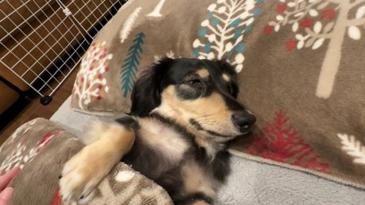 ルークちゃんは2代目