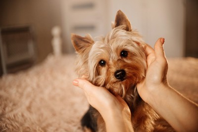 犬のあごを撫でる
