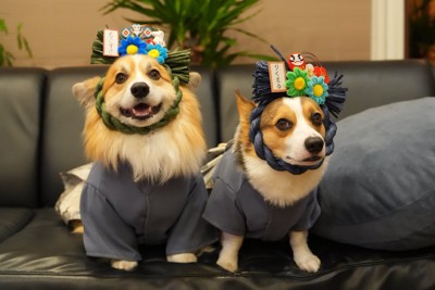 コーギー