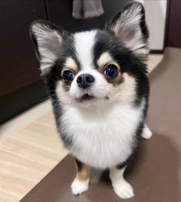 表情