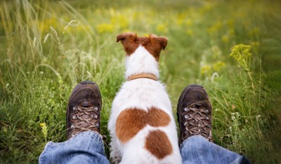 足の間に座る犬