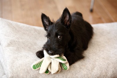 軍手を噛んでいる犬