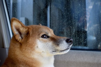 緊張している柴犬