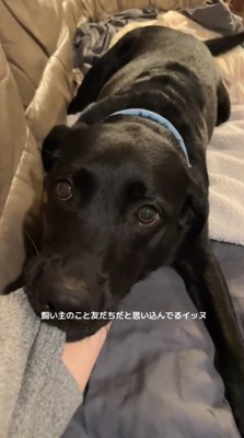 女性の服の袖を咥える犬