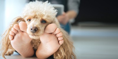 足に顔を乗せる犬